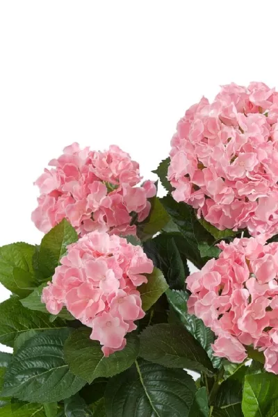 Гортензия куст розовый большой в горшке