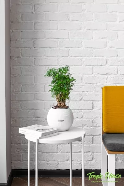 Полисциас Фрутикоза PURO 20