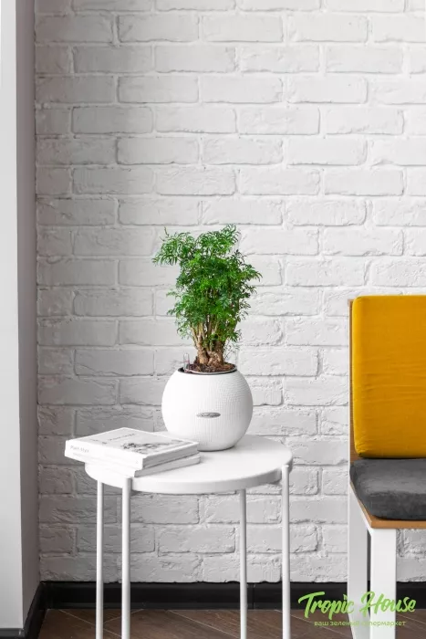 Полисциас Фрутикоза PURO 20