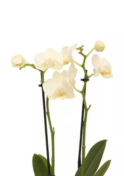 Орхидея Фаленопсис мини микс 9/30 см