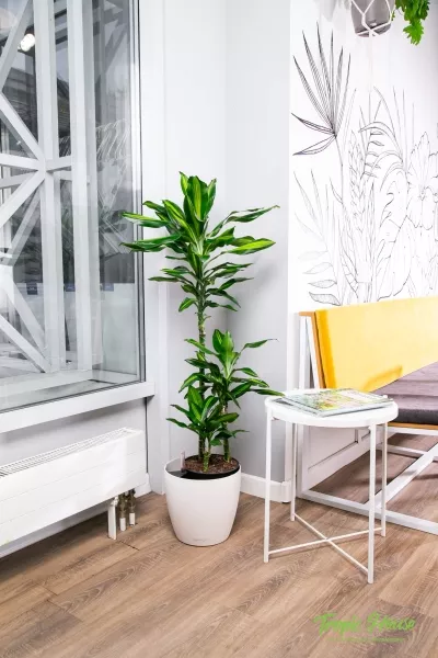 Драцена Чинто 3 ствола 21/110 см