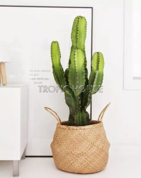 Эуфорбия 19/90 см