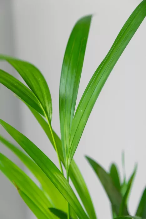 Хризалидокарпус в CUBE GLOSSY 14