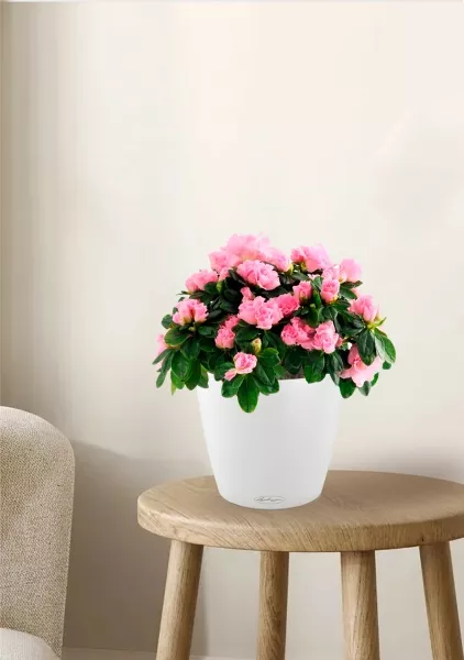 Азалия Фландрес розовая 14/30 см в CLASSICO 18