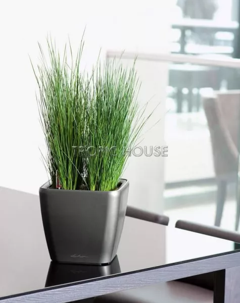 Кашпо LECHUZA QUADRO LS 21х20 см