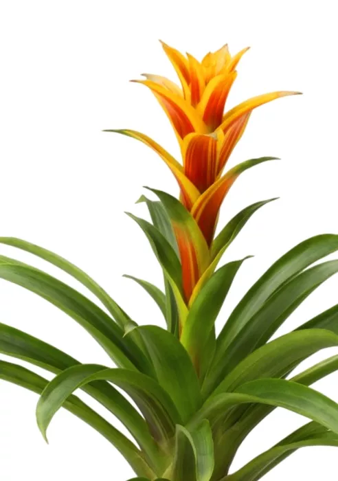 Гузмания Триколор в PURO 20