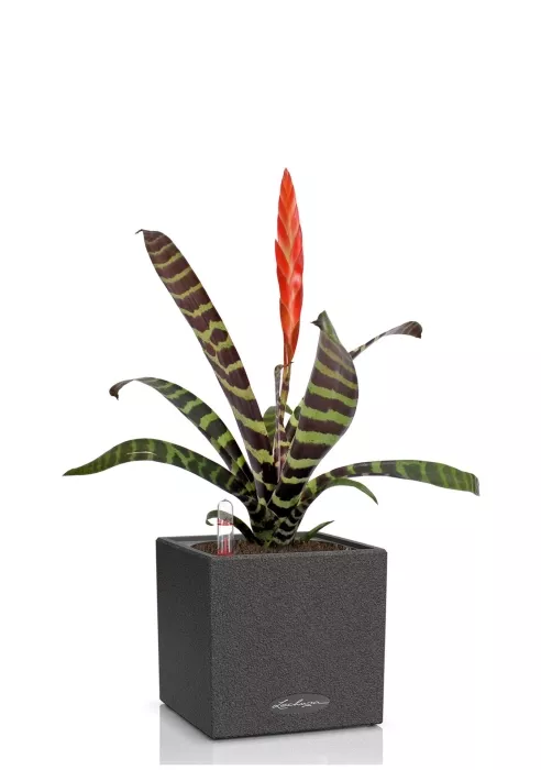 Вриезия Спленриет в CANTO STONE 14, графитовый черный