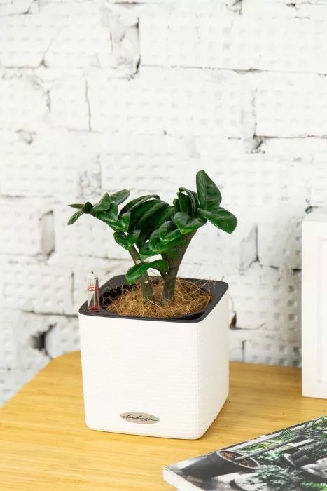 Замиокулькас Зензи 9/15 в CUBE COLOR 14