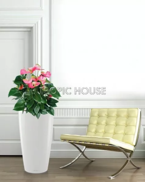 Антуриум микс в RONDO 40