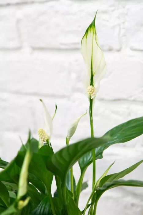 Спатифиллум в PURO 20