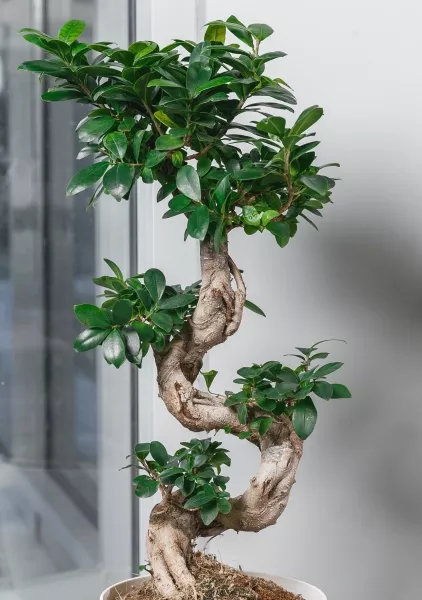 Фикус Микрокарпа Гинсенг 22/60 см