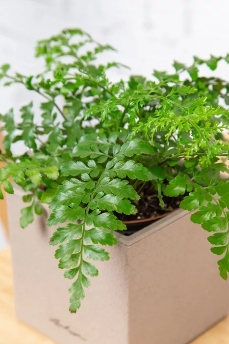 Папоротник Парвати в CANTO STONE 14