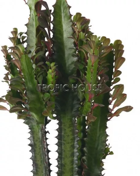 Эуфорбия Молочай Рубра 17/65 см
