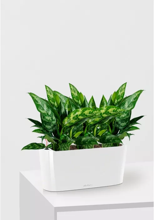 Аглаонема Мария DELTA 20/35 см, Белый блестящий