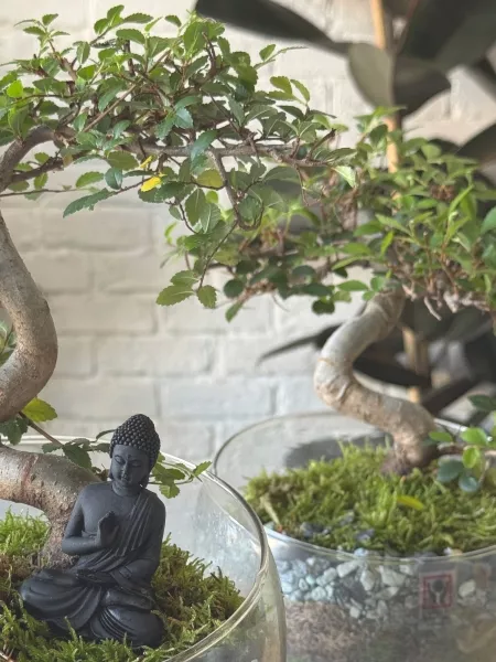 Бонсай микс в стекле 11/15 см