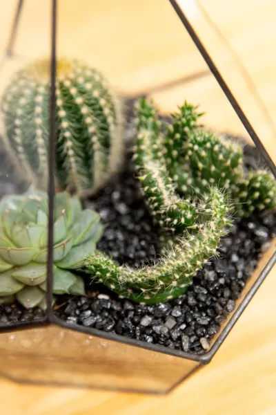 Флорариум - мини капля с кактусами и суккулентами