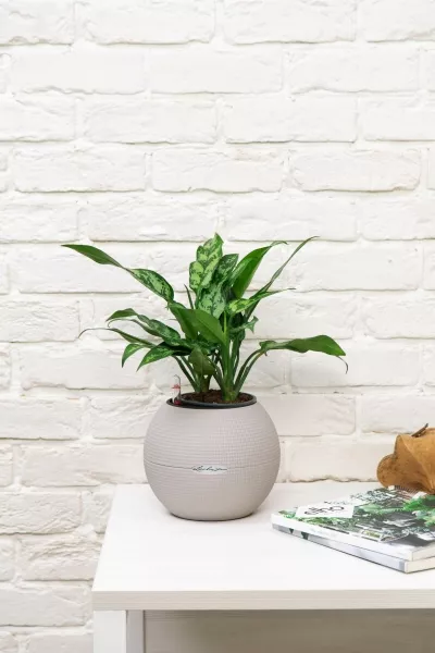 Аглаонема Мария в PURO 20