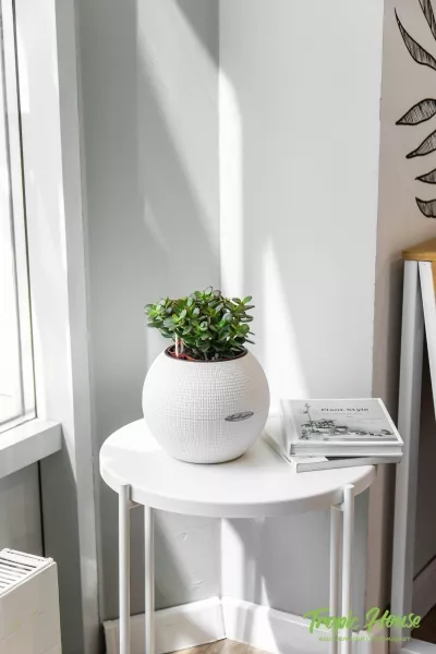 Овата минор в PURO 20