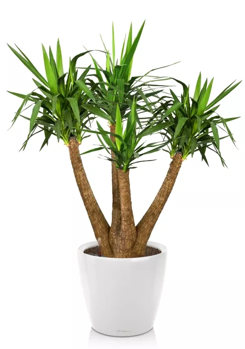 Юкка Элефантис в CLASSICO LS 50, белый блестящий