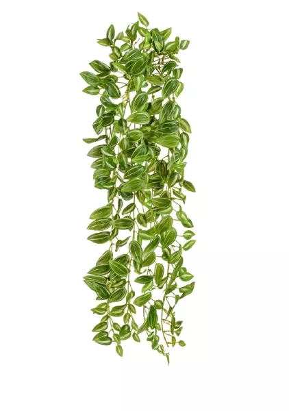 Традесканция бело-зелёная (MDP)