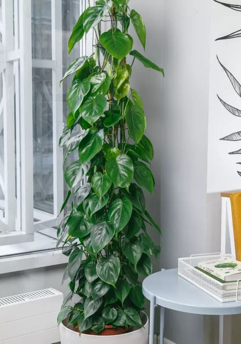 Филодендрон Сканденс на решетке 27/160 см