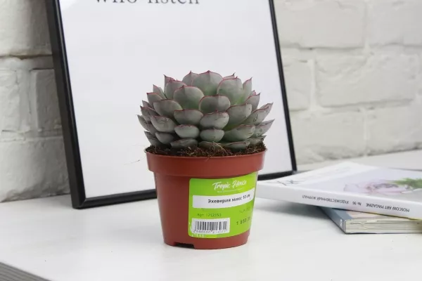 Эхеверия микс 10 см в CUBE COLOR 14