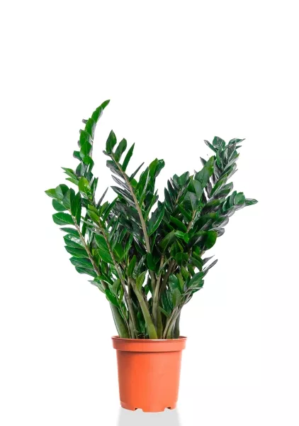 Замиокулькас 24/100 см