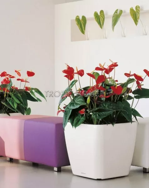 Кашпо LECHUZA QUADRO LS 50х47 см