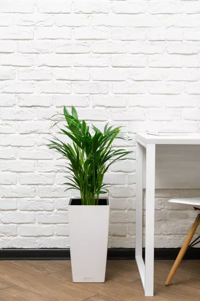 Хризалидокарпус в CUBICO COLOR 22