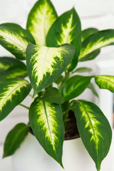 Диффенбахия Камилла 12/40 см в PURO 20