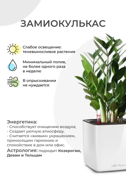 Замиокулькас 12/45 см в CUBE GLOSSY 14