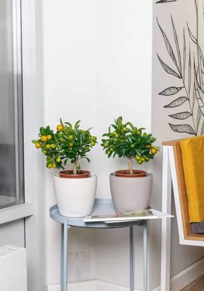 Цитрус Каламондин 15/40 см