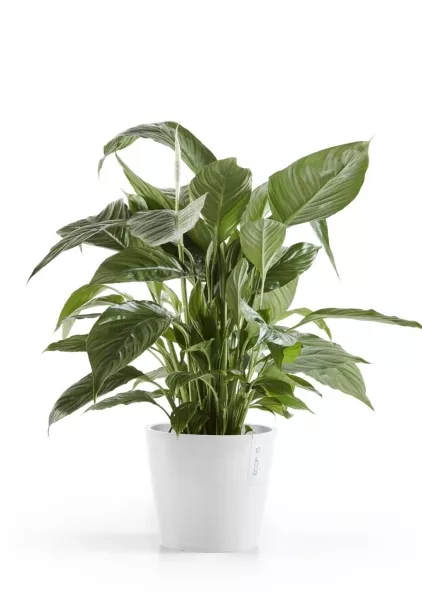 Ecopots Amsterdam 20