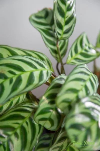 Ктенанта в CANTO STONE 14