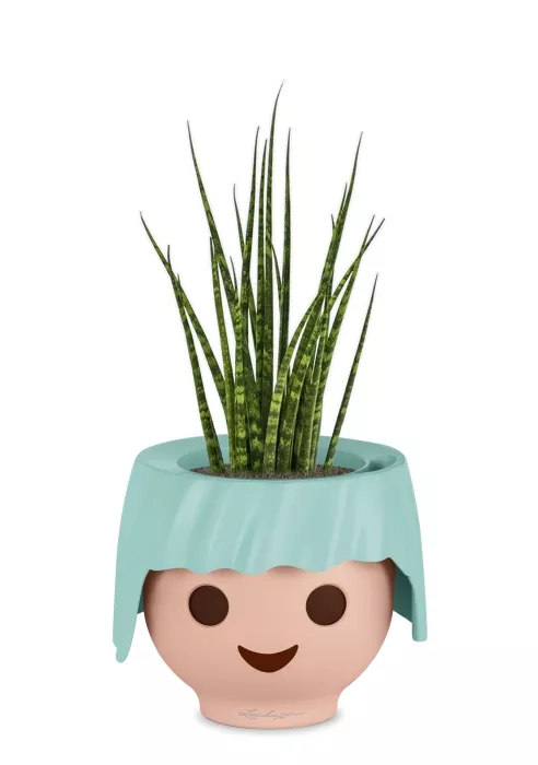 Сансевиерия Фернвуд в OJO, голубой