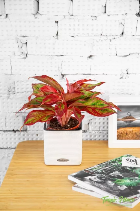 Аглаонема Крит в CUBE 14