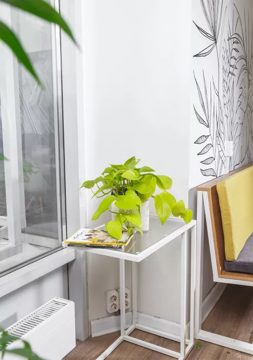 Сциндапсус Голден Потос в CUBE COLOR 16