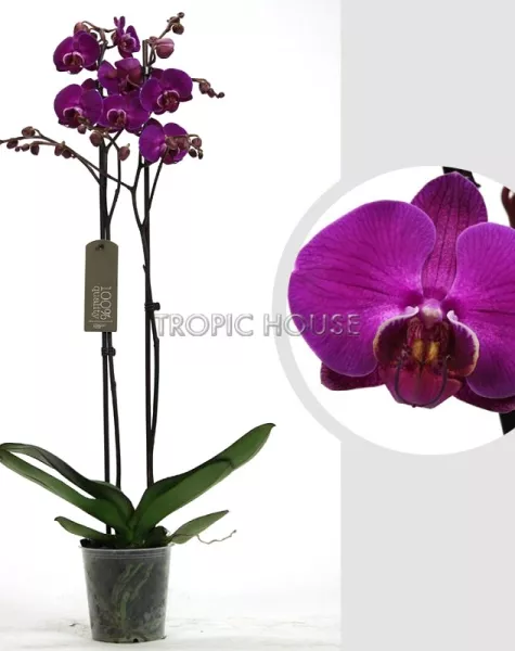 Орхидея Фаленопсис темно-фиолетовая 12/60 см