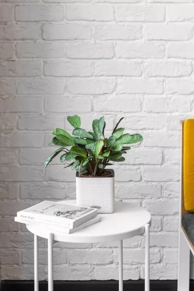 Ктенанта Амагрис в CUBE COLOR 14