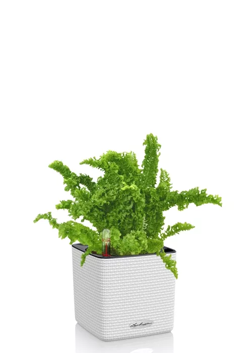 Папоротник Нефролепис Возвышенный в CUBE COLOR 14, белый