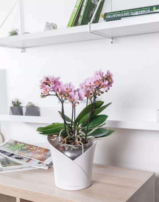 Орхидея Романтика в ORCHIDEA 18