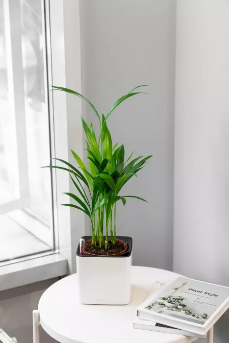 Хризалидокарпус в CUBE GLOSSY 14