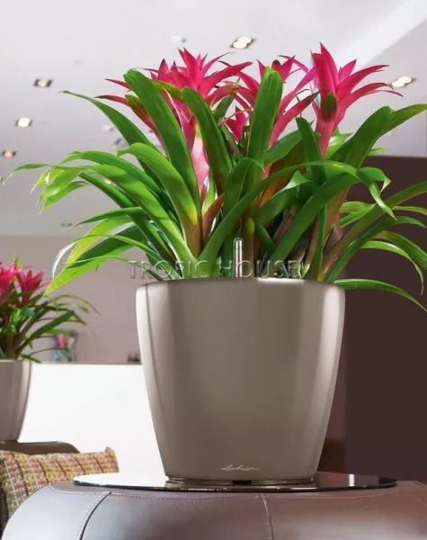 Кашпо LECHUZA CLASSICO LS 35х33 см