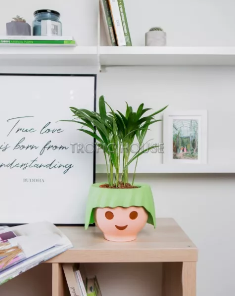 Хризалидокарпус в OJO 40 см