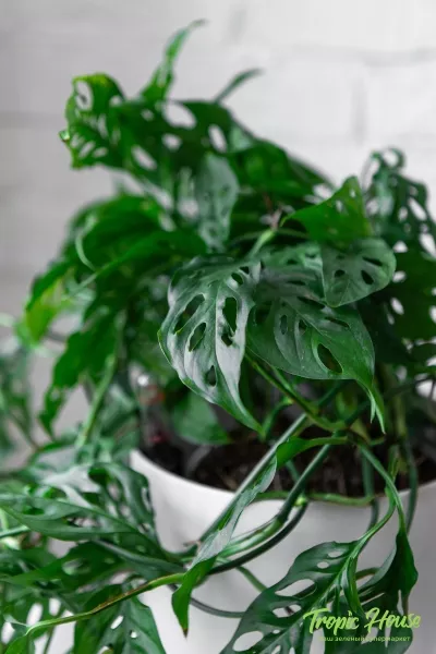 Монстера Манки в CUBICO COLOR 22