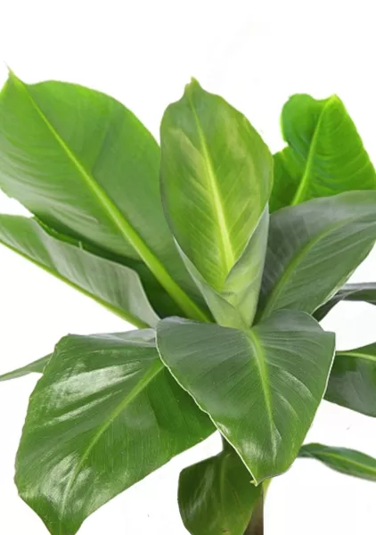 Банан в CANTO STONE 14