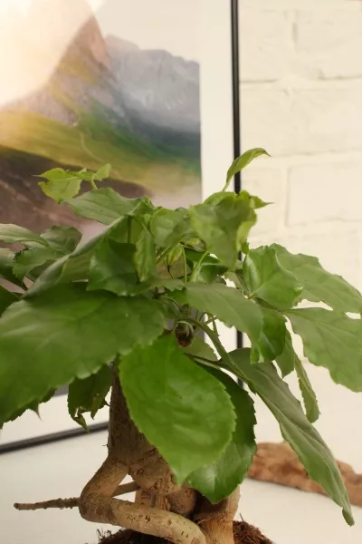 Радермахера бонсай 12/30 см в CUBE Color 14