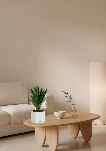 Цикас в CUBE COLOR 14