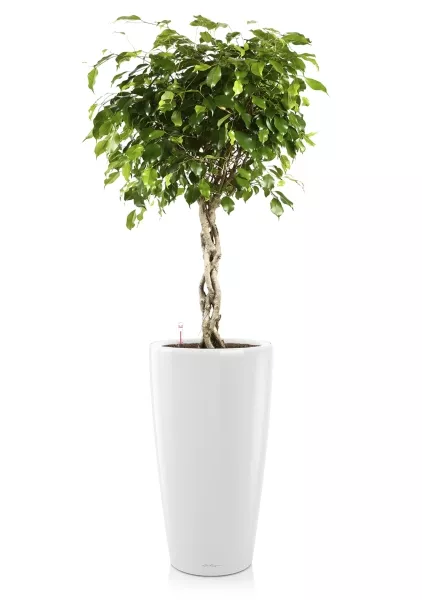 Фикус Экзотика переплетенный в RONDO 40