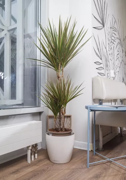 Драцена Маргината Биколор CLASSICO 35